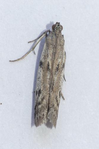 Réf. 204 496 : Phycitodes sp.